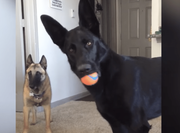 犬「誰かが 泣いている！？」子供の泣き声に驚いて固まるシェパード。