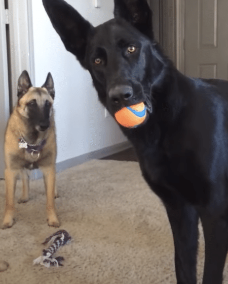 犬「誰かが 泣いている！？」子供の泣き声に驚いて固まるシェパード。