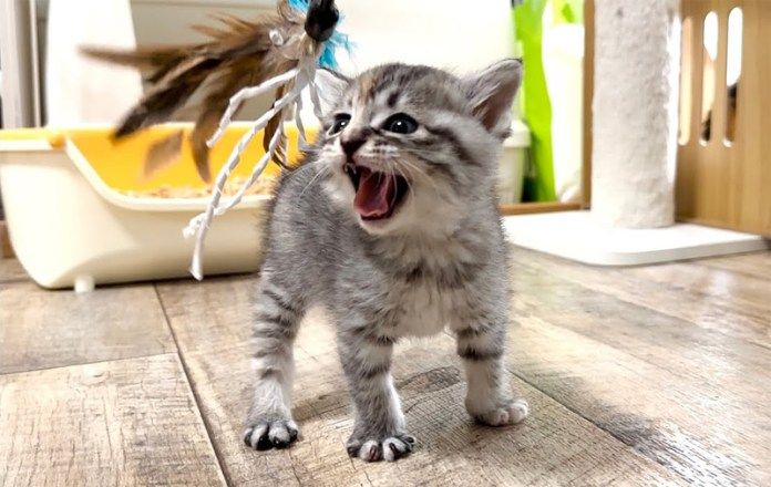 猫じゃらしで遊ぶ子猫