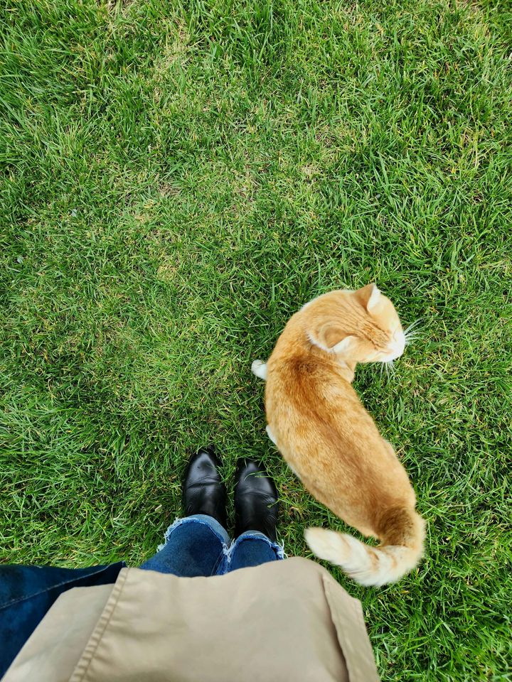 本日の美人猫vol.585