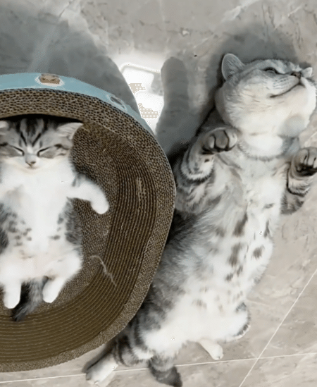 親子って似るんだねぇ。寝顔までそっくりな猫さんたち！