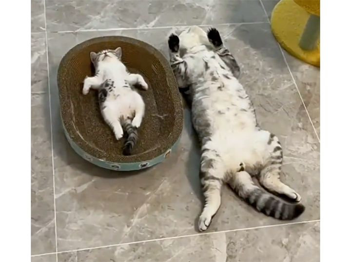 親子って似るんだねぇ。寝顔までそっくりな猫さんたち！