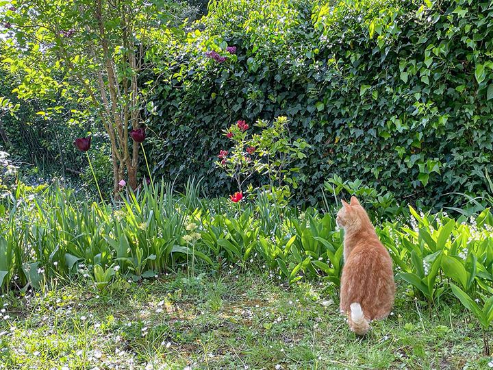 猫と庭