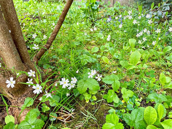 グラウンドカバー