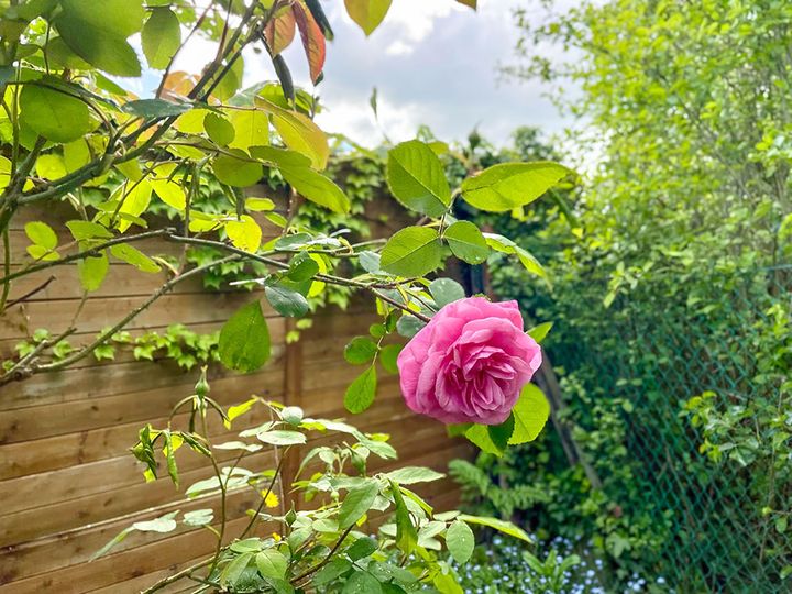 バラ‘ガードルード・ジギル’