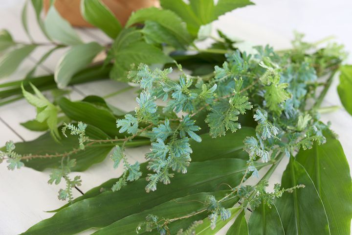 コンテリクラマゴケ