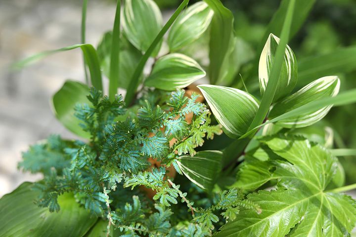 コンテリクラマゴケ