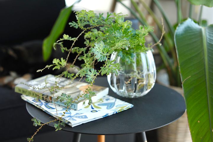 コンテリクラマゴケ