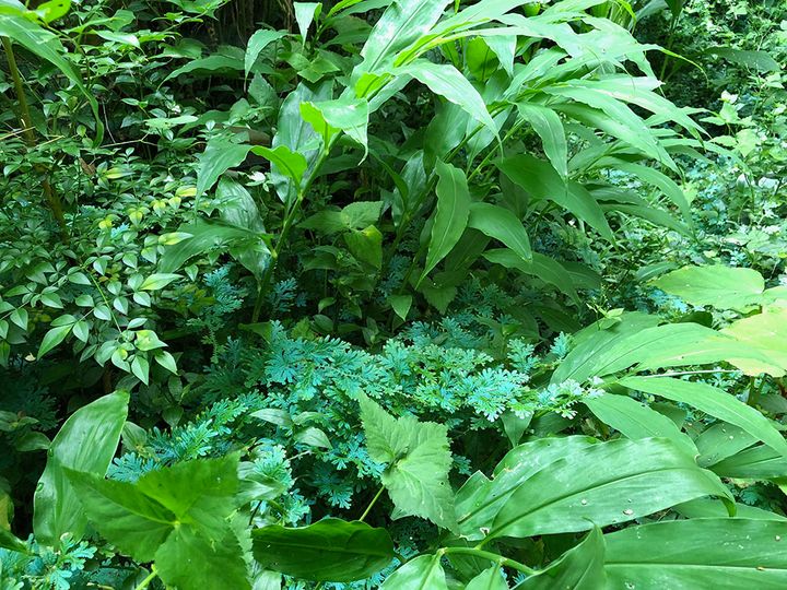 コンテリクラマゴケとミョウガ