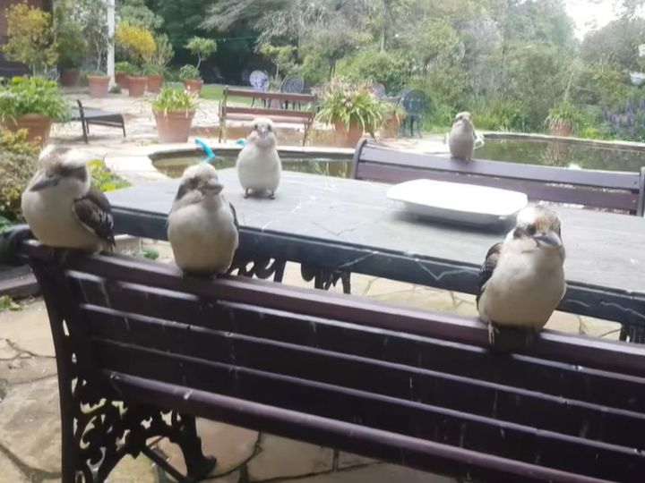 裏庭に集まる野生のカワセミ