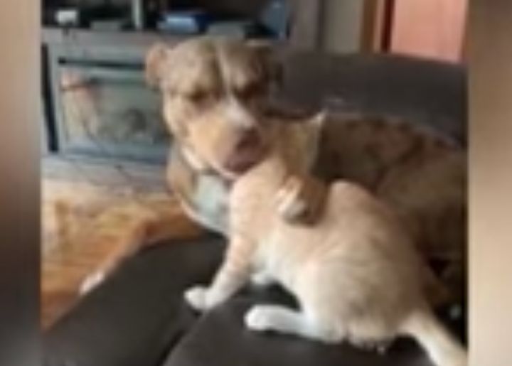 犬「可愛すぎて食べちゃいたい！」→本当に猫をパクッ！