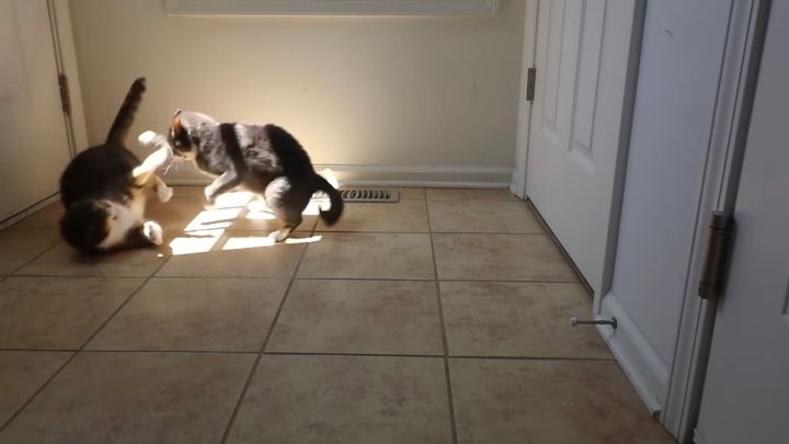 日照権を巡って争う2匹の猫、日なたが広がりゃ仲良く添い寝