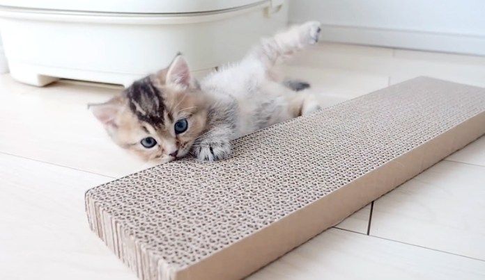 爪研ぎで遊ぶ子猫