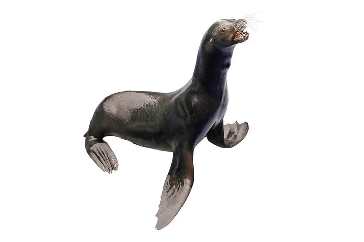 カリフォルニアアシカ