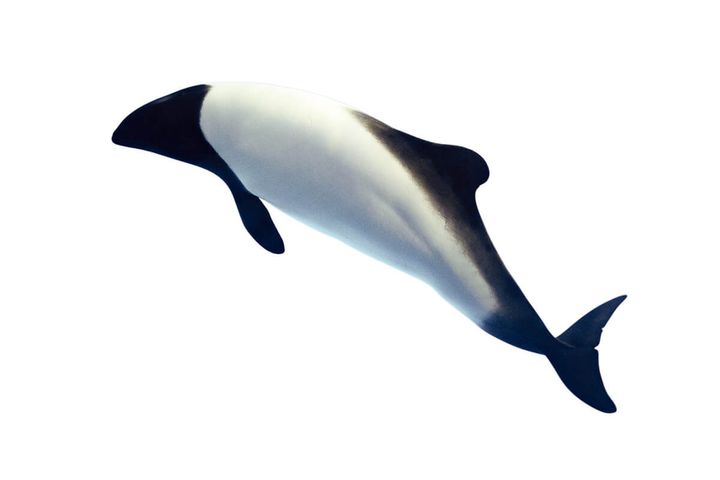 イロワケイルカ