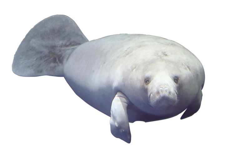 アフリカマナティー