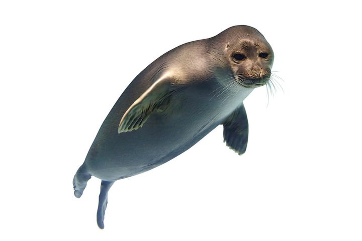 バイカルアザラシ