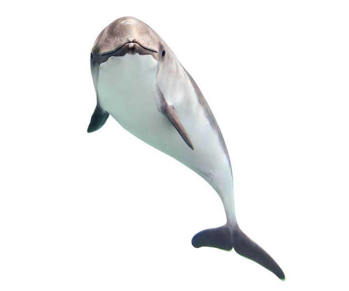 ネズミイルカ