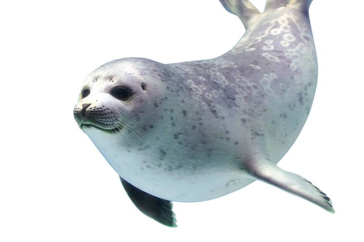 ワモンアザラシ