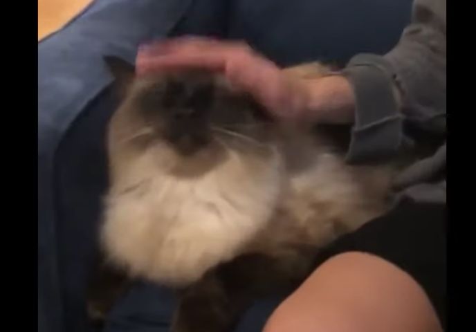 ナデナデよりも、頭ポンポンが好き〜♪ うっとりしている猫。