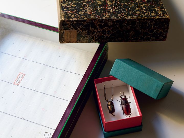 革で作られた標本箱