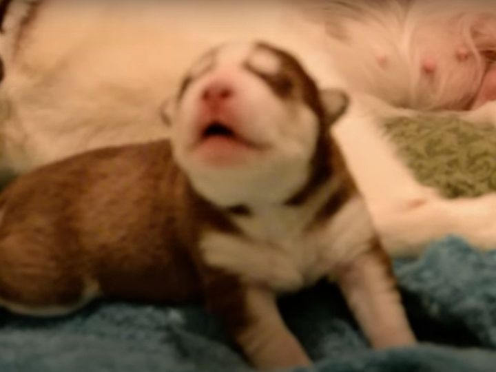 遠吠えをしようとする子犬