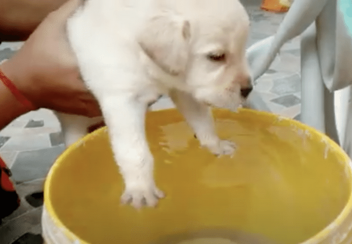 とりあえず浅瀬いや、バケツで。犬かきの練習をする子犬。