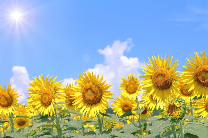 本格的な暑さが始まる「大暑」