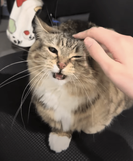 「休憩終わったかにゃ？」飼い主を待つ猫さんの可愛い鳴き声！