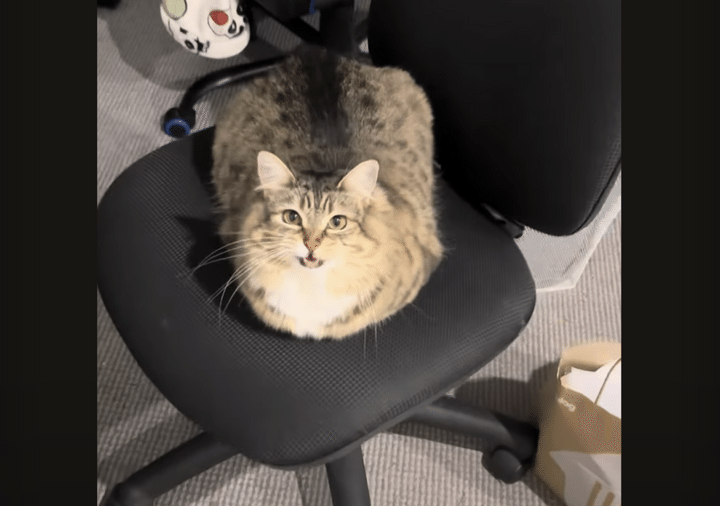 「休憩終わったかにゃ？」飼い主を待つ猫さんの可愛い鳴き声！