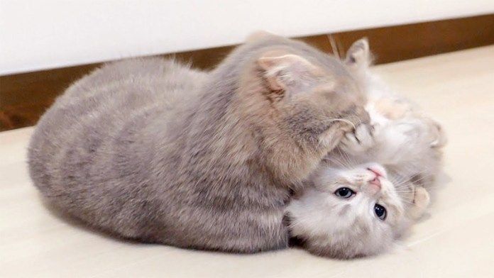 母猫に秒でやられる子猫