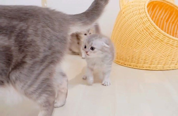 母猫に飛び掛かる子猫