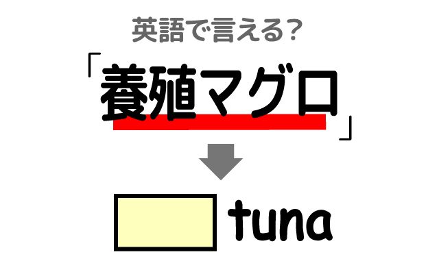 英語で【養殖マグロ】は何て言う？「天然マグロ・完全養殖技術」などの英語もご紹介