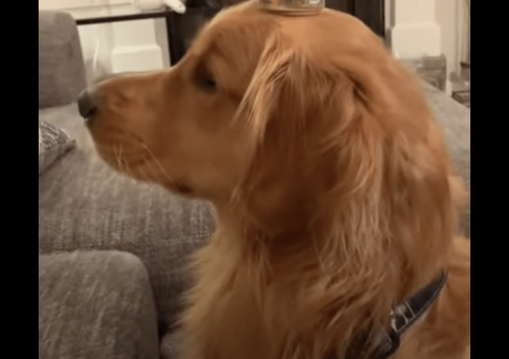 猫が気になって仕方がないワンコ。夢中になりすぎて、何をされても気づかない！