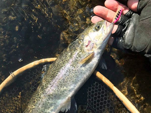  「釣り人が増えたら魚も増えた!?」その意外すぎる実態とは…？