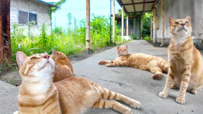 体育館裏でたむろする猫達