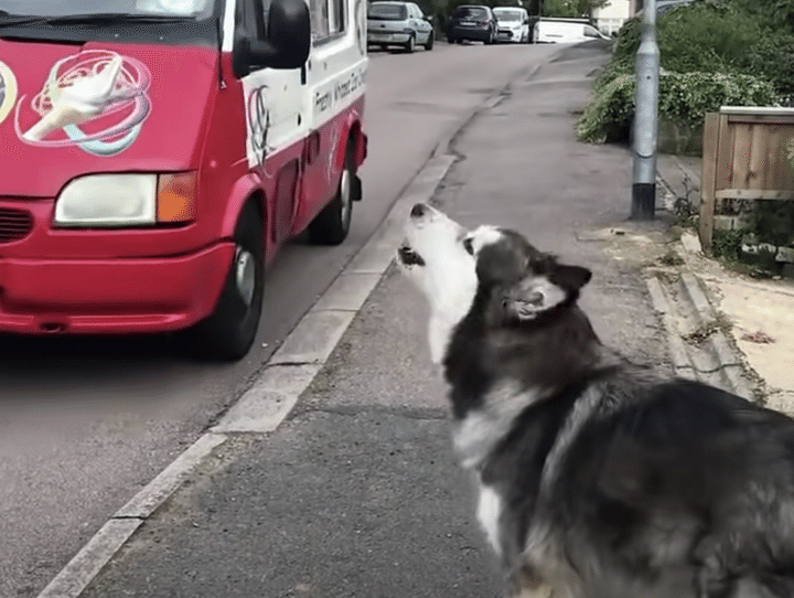 夏の楽しみ♪ 毎日赤いトラックを待つワンコが可愛い♪