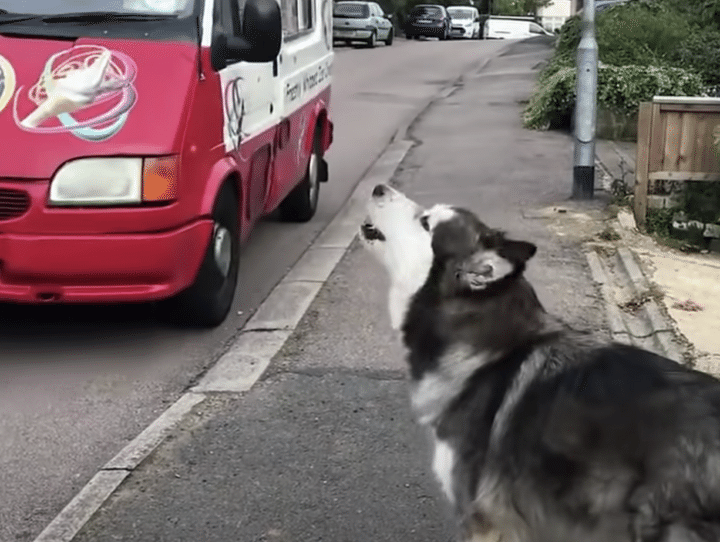 夏の楽しみ♪ 毎日赤いトラックを待つワンコが可愛い♪