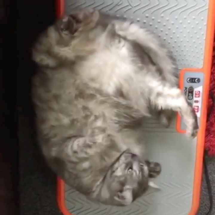 減量マシンの上で寛ぐ暢気な猫、おなか二の腕プルプル震わせ