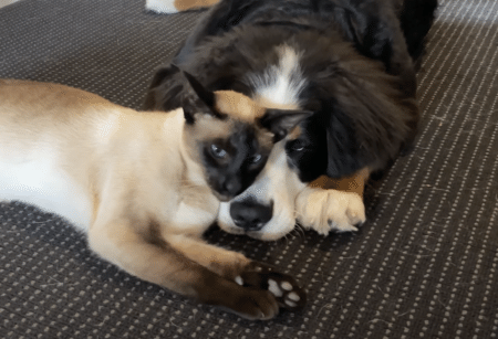 嫉妬するほど仲良しな犬と猫！ まるで恋人同士みたい？