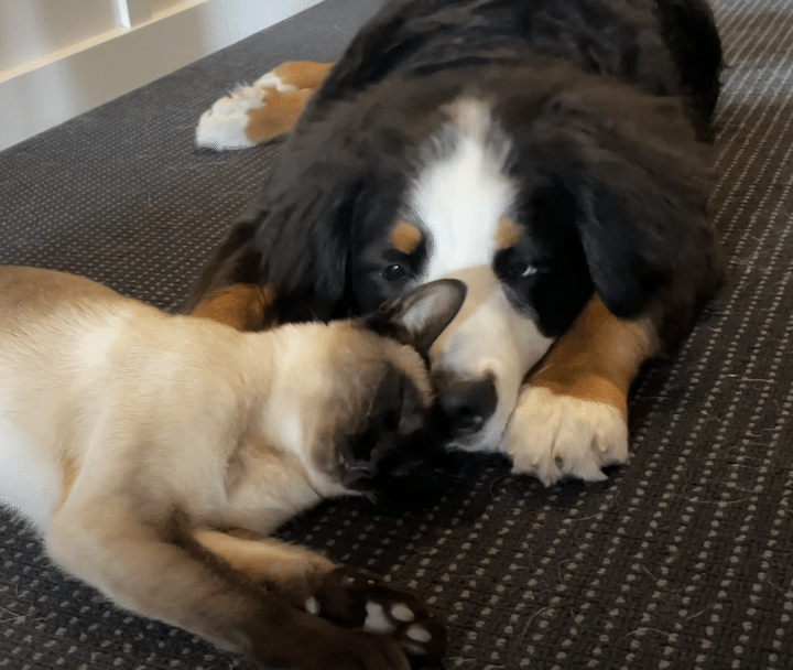 嫉妬するほど仲良しな犬と猫！ まるで恋人同士みたい？