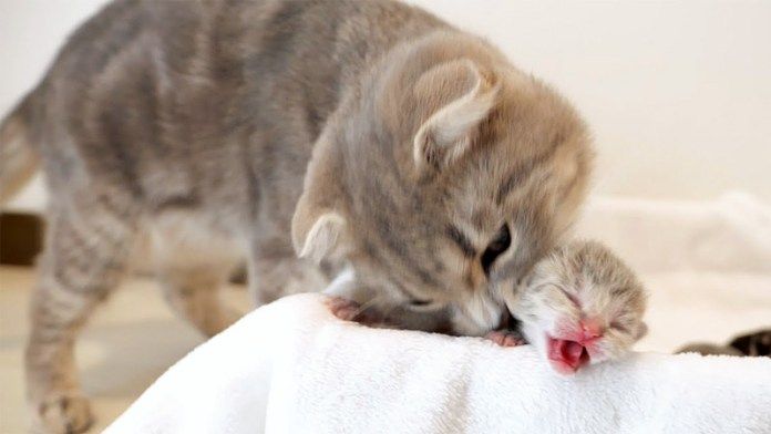 子猫を制止する母猫