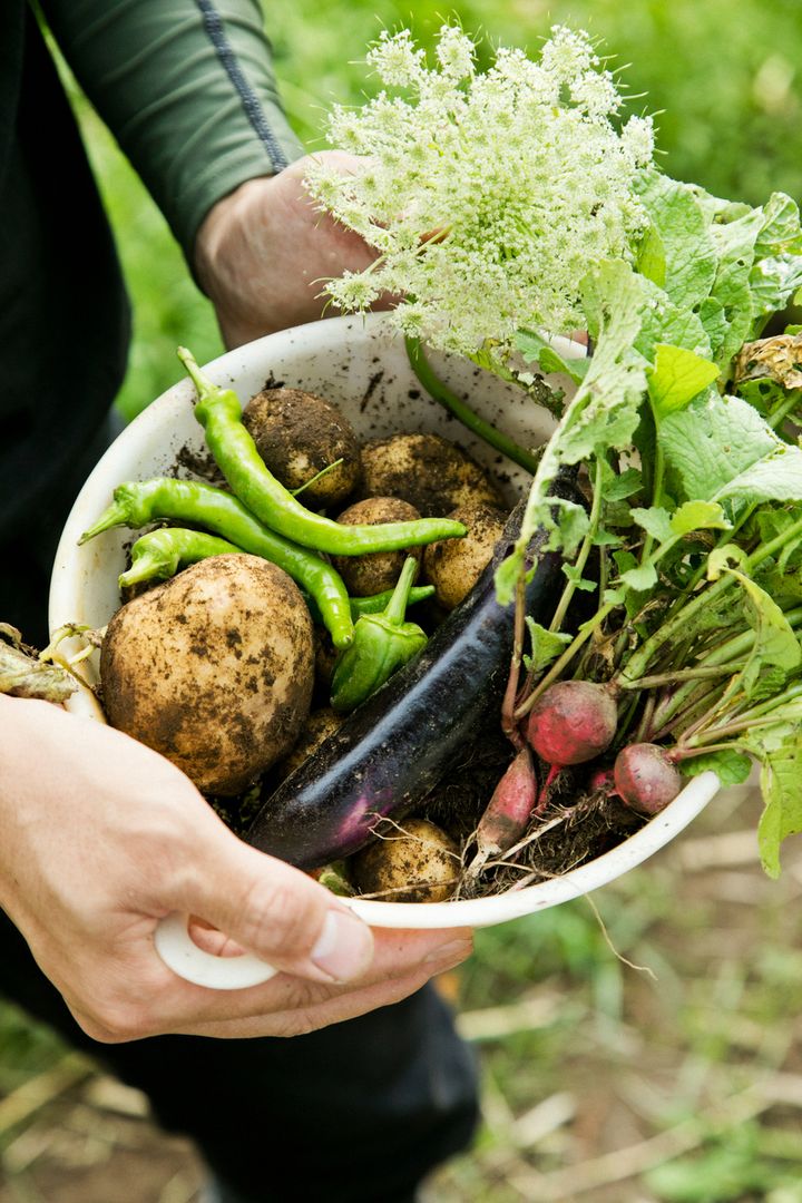 収穫した茄子、新じゃが、ラディッシュ、青唐辛子、にんじんの花