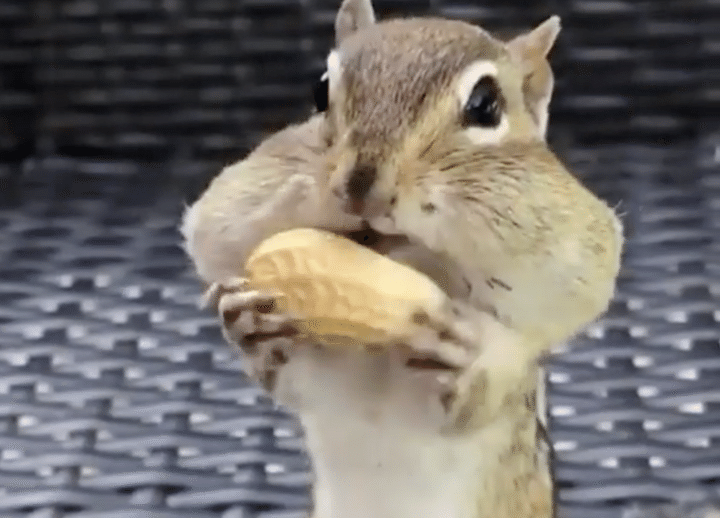 無限に入りそう？ 頬パンパンのリスさんが可愛い。