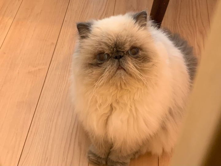 ねこ「これは冬のときのぼくだよ。冬は寒いからこんなにもふもふになるよ。まるで“別猫” だね」