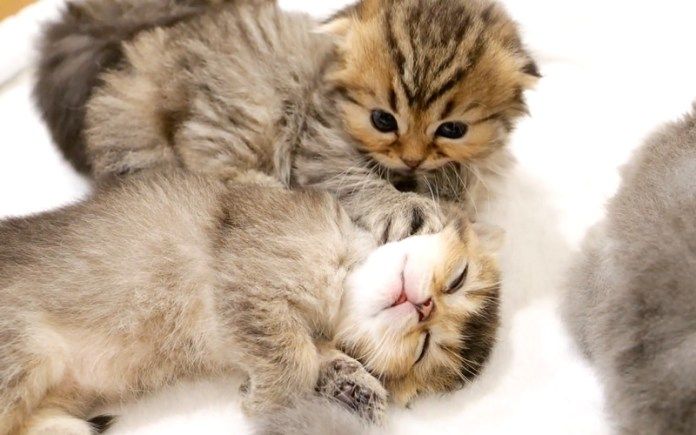 電池切れした子猫