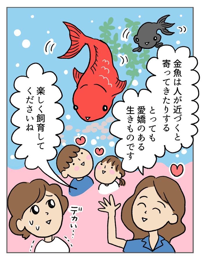 金魚すくいで、つい持ち帰ってしまったけど…。金魚って、どうやって飼うの？【マンガでわかる！ おっかなびっくり飼育】の画像4