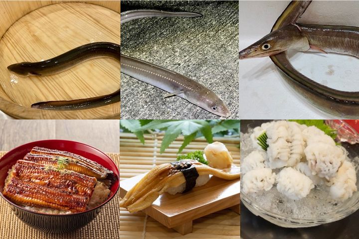 ▲左から、ウナギ、アナゴ、ハモ。料理されたものでないと区別がつきにくいですが、アナゴには斑紋（はんもん）があり、ハモは鋭い歯が特徴です。