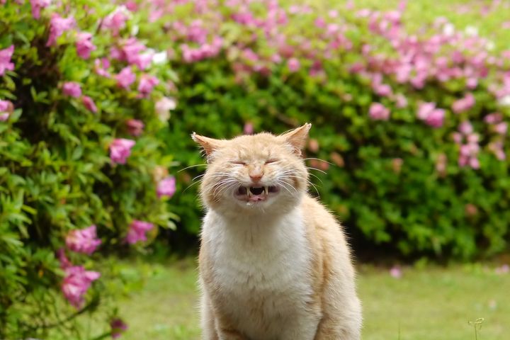 譲渡された猫の写真のコンテスト、7月末日が応募締め切り