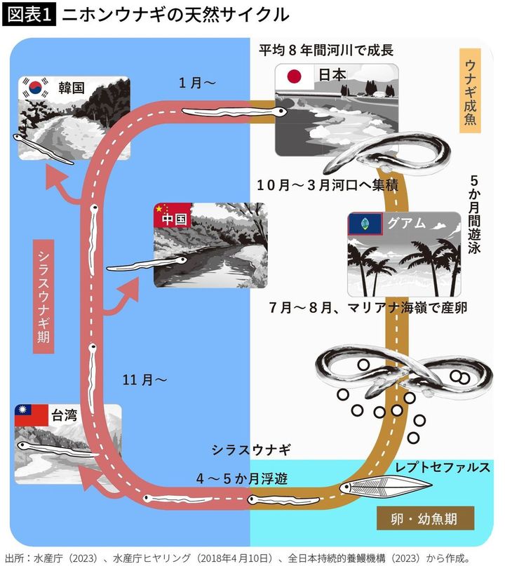 【図表1】ニホンウナギの天然サイクル